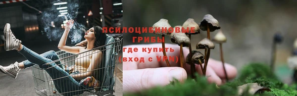 гашик Новозыбков
