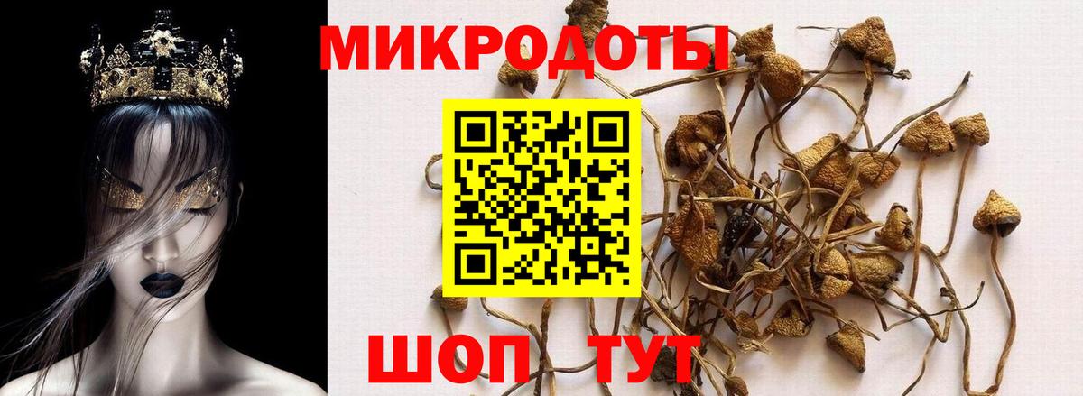 Псилоцибиновые грибы Psilocybe  цены наркотик  Отрадное  Вход с VPN 